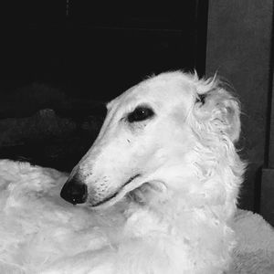 Meet your Posher, Pauline